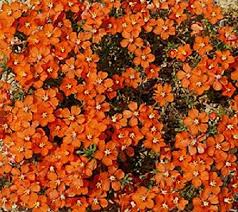 Pimpernel Anagallis Flower Seeds for Planting  - Cottage Garden Essential, Heirloom, Non-GMO, High Germination Organic Garden Seeds