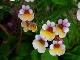 Nemesia Strumosa Flower Seeds for Planting – Cottage Garden Essential, Heirloom, Non-GMO, High Germination