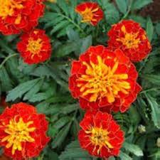 Maroon Red Marigold Flower Seeds for Planting – Non-GMO, High Germination Heirloom Organic Garden Seeds