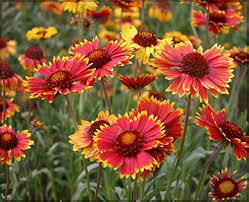 Heirloom Gaillardia Flower Seeds – Non-GMO, High Germination Organic Garden Seeds