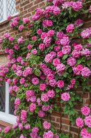 Pink Zephirine Rose Flower Seeds for Planting – Bright Blooms, Heirloom, Non-GMO, High Germination Organic Garden Seeds