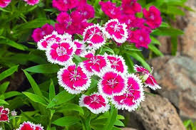 White Mix Dianthus Flower Seeds – Heirloom, Non-GMO, Drought-Tolerant Organic Garden Seeds