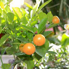 Fruit Seeds,Garden seeds, Seeds For Planting,Plant Seeds