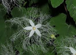 White Trichosanthes Cucumerina Flower Seeds for Planting – Heirloom, Non-GMO, High Germination Organic Garden Seeds