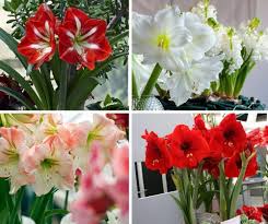 Mixed Amaryllis Flower Seeds for Planting – Heirloom, Non-GMO, Bright Bloom Garden Seeds