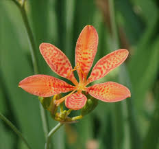 Blackberry Lilly Flower Seeds for Planting – Premium Heirloom, Non-GMO, High Germination Garden Seeds