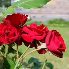 Red Climbing Rose Flower Seeds for Planting | Heirloom Non-GMO High Germination Organic Garden Seeds