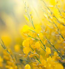 Heirloom Spartium Flower Seeds – Non-GMO, High Germination Organic Garden Seeds