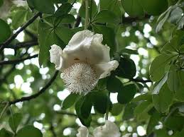 Adansonia Digitata Flower Seeds – Heirloom, Non-GMO, Bright Blooms