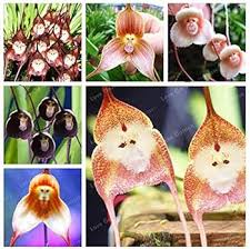 Monkey Orchid Flower Seeds for Planting – Heirloom, Non-GMO, Low Maintenance Organic Garden Seeds