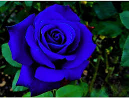 Dark Blue Rose Flower Seeds for Planting – Heirloom, Non-GMO, Garden Favorite Organic Garden Seeds