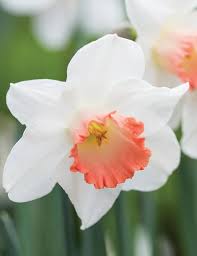 White Daffodils Flower Seeds for Planting | Heirloom Non-GMO High Germination