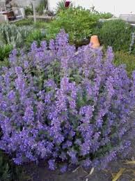 Persian Catmint Flower Seeds for Planting - Fragrant Blossoms, Heirloom, Non-GMO, High Germination Organic Garden Seeds