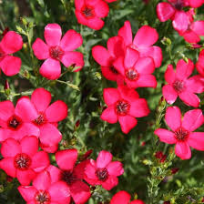 Scarlet Flax Flower Seeds for Planting – Heirloom, Non-GMO, High Germination Organic Garden Seeds