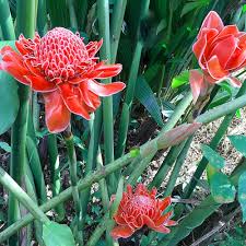 Ginger Etlingera Elatior Flower Seeds for Planting – Heirloom, Non-GMO, High Germination Organic Garden Seeds