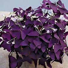 Oxalis Flower Seeds for Planting | Heirloom Non-GMO Organic Garden Seeds