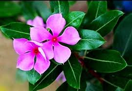 Catharanthus Flower Seeds for Planting – Garden Favorite, Heirloom, Non-GMO, High Germination