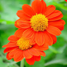 Red Tithonia Rotundifolia Flower Seeds for Planting - Premium Quality, Heirloom & GMO Free Seeds for Home Garden Non-GMO