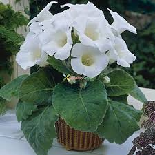 White Gloxinia Seeds – Heirloom, Non-GMO, Cottage Garden Essential