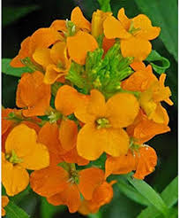 Siberian Flower Seeds for Planting – Low Maintenance, Heirloom, Non-GMO, High Germination