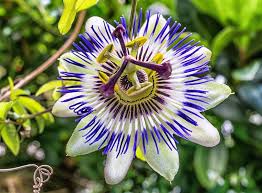 Purple Passion Flower Seeds for Planting – Heirloom, Non-GMO, Compact Growth Organic Garden Seeds