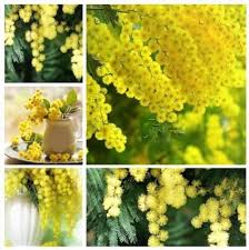 Acacia Baileyana Flower Seeds for Planting – Heirloom, Non-GMO, Bright Blooms High Germination Seeds