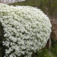 White Aubrieta Cultorum Flower Seeds for Planting – Heirloom, Non-GMO, Ground Cover Organic Garden Seeds