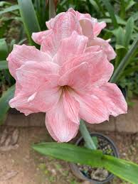 Pink Hippeastrum Flower Seeds for Planting – Heirloom, Non-GMO, Compact Growth Organic Garden Seeds