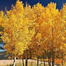 Quaking Aspen Flower Seeds for Planting – Heirloom Non-GMO High Germination Organic Garden Seeds