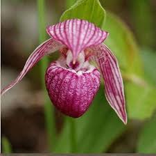 Cypripedium Flower Seeds for Planting – Hardy Variety, Heirloom, Non-GMO, High Germination