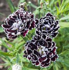 Carnation Dianthus Flower Seeds for Planting – Heirloom, Non-GMO, High Germination Organic Garden Seeds