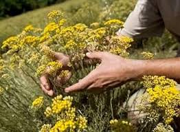 Heirloom Immortelle Flower Seeds for Planting – Shade Tolerant, Non-GMO, High Germination Organic Garden Seeds