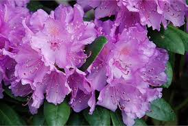 Purple Rhododendron Azalea Seeds for Planting – Heirloom, Non-GMO, Fragrant Blossoms Organic Garden Seeds