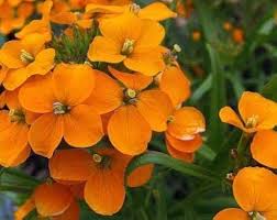 Orange Siberian Wallflower Seeds for Planting – Wildflower Mix, Heirloom, Non-GMO, High Germination