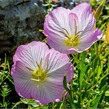 Light Pink Primrose Flower Seeds for Planting – Heirloom, Non-GMO, Sun Loving Organic Garden Seeds