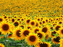 Sunflower Seeds for Planting Yellow – Heirloom, Non-GMO, High Germination Organic Garden Seeds