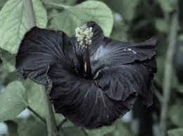 Black Hibiscus Flower Seeds for Planting – Heirloom, Non-GMO, Shade-Tolerant Organic Garden Seeds