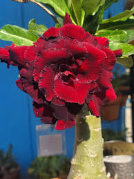 Red Adenium Obesum Flower Seeds – Heirloom, Non-GMO, High Germination Organic Garden Seeds
