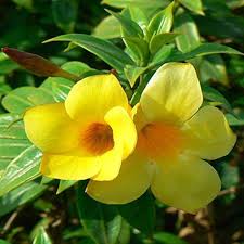 Pentalinon Luteum Flower Seeds for Planting – Hardy, Heirloom, Non-GMO, Organic Garden Seeds