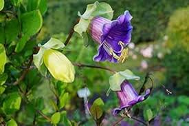 Heirloom Cobaea Bells Flower Seeds for Planting | Non-GMO, High Germination, Organic Garden Seeds