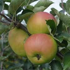 Fruit Seeds,Garden seeds, Seeds For Planting,Plant Seeds