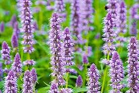 Heirloom Hyssop Flower Seeds for Planting – Sun Loving, Non-GMO, High Germination Organic Garden Seeds