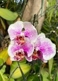 White Pink Phalaenopsis Orchid Seeds for Planting – Heirloom, Non-GMO Colorful Display, High Germination