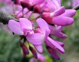 Pink Cercis Flower Seeds for Planting – Heirloom, Non-GMO, Easy to Grow, Organic Garden Seeds
