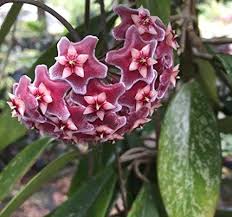 Maroon Hoya Flower Seeds for Planting – Heirloom, Non-GMO, Hardy Organic Garden Seeds