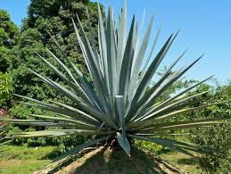 Heirloom Agave Flower Seeds for Planting – Non-GMO, High Germination Organic Garden Seeds
