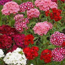 Heirloom Dianthus Flower Seeds – Non-GMO, High Germination Organic Garden Seeds