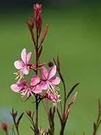 Gaura Flower Seeds for Planting – Heirloom, Non-GMO, Easy to Grow Organic Garden Seeds