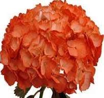 Light Orange Hydrangea Flower Seeds for Planting – Heirloom, Non-GMO, High Germination Organic Garden Seeds