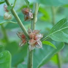 Ashwagandha Flower Seeds – Heirloom, Non-GMO, Wildflower Mix